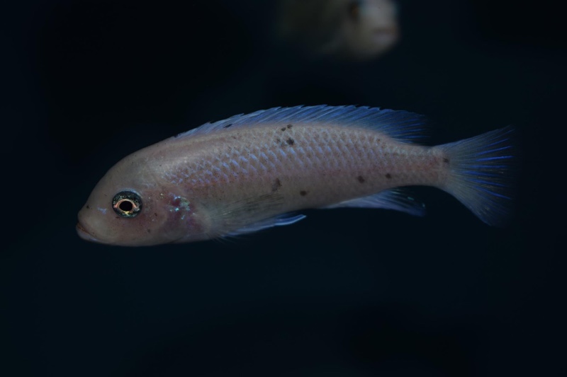 Maylandia callainos 'Nakantenga Reef'